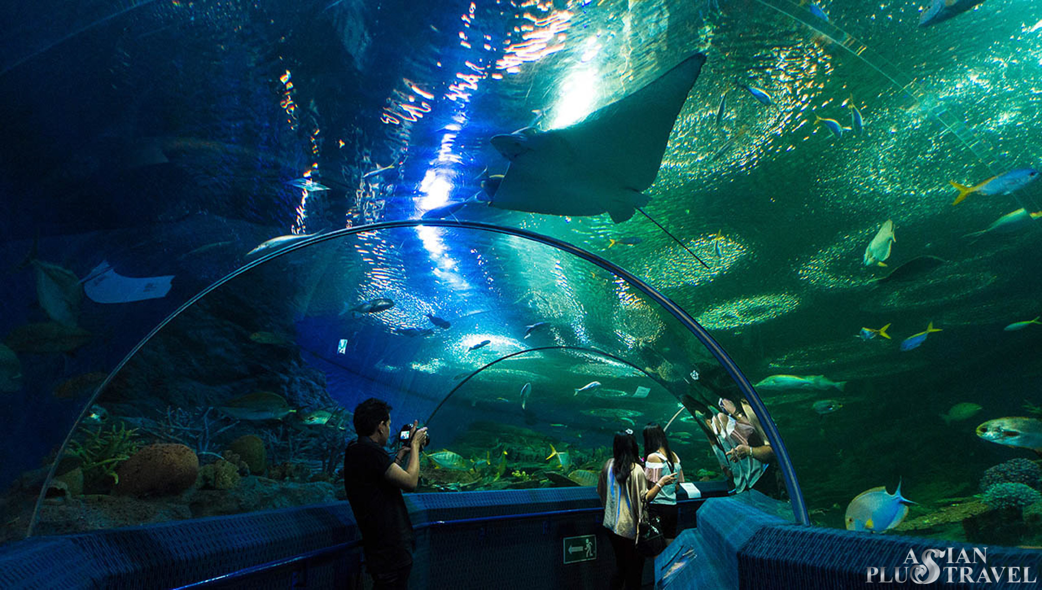 Таиланд паттайя океанариум. Подводный мир паттайя аквариум. Океанариум паттайя фото. Океанариум бангкок. Underwater world паттайя.